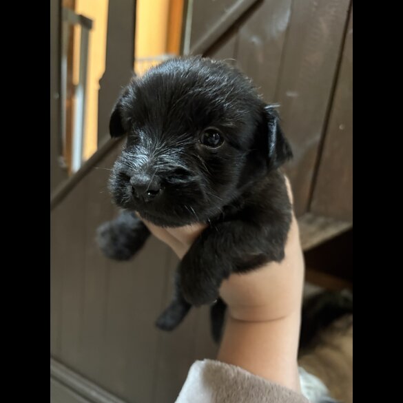 Skye Terrier - Both