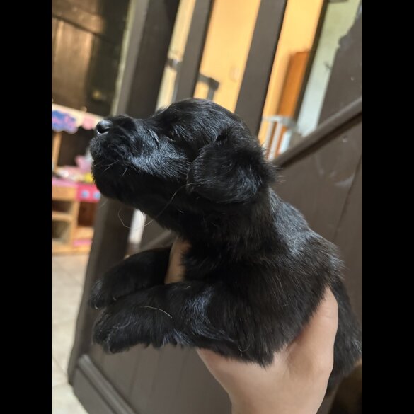 Skye Terrier - Both
