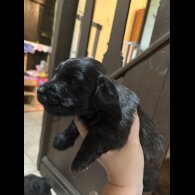 Skye Terrier - Both