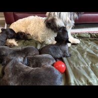 Skye Terrier - Both