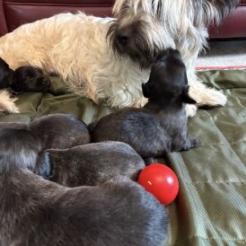 Skye Terrier - Both
