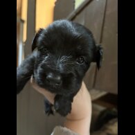 Skye Terrier - Both