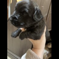 Skye Terrier - Both