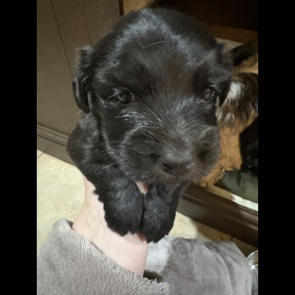 Skye Terrier - Both