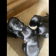 Springador - Dogs