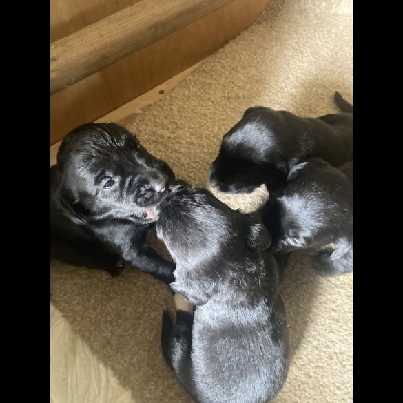 Springador - Dogs