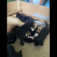 Springador - Dogs