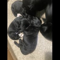 Springador - Dogs