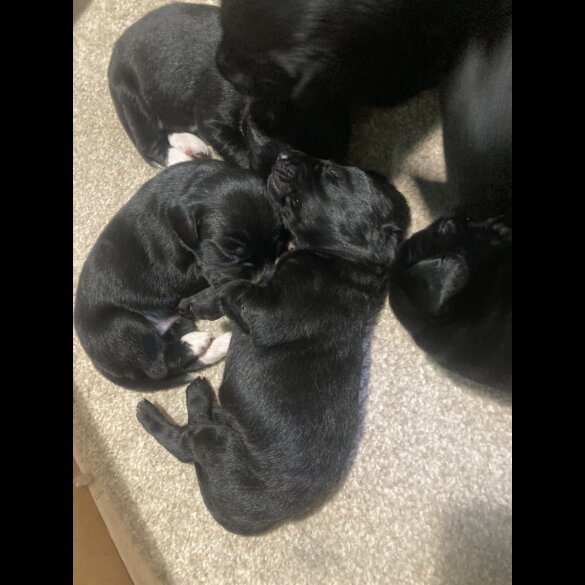 Springador - Dogs