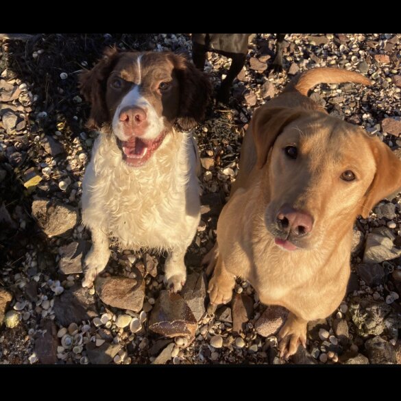 Springador - Dogs