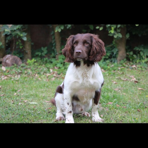English Springer Spaniel - Both