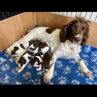English Springer Spaniel - Both