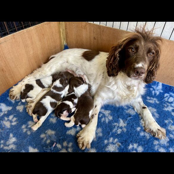 English Springer Spaniel - Both