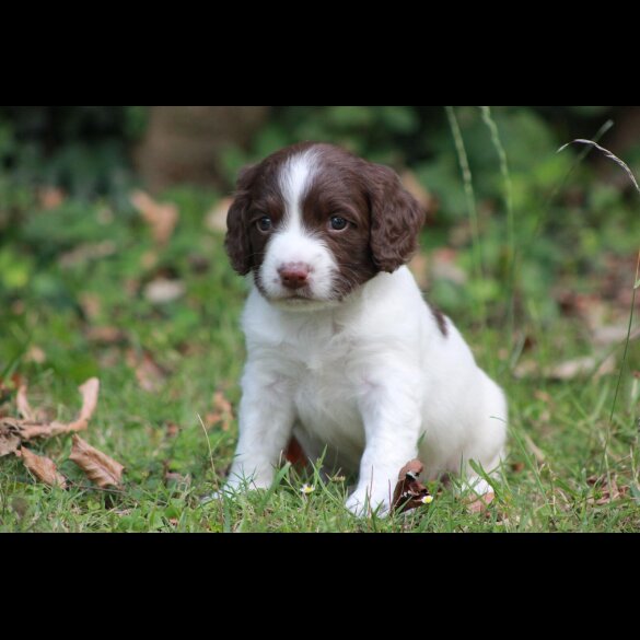 English Springer Spaniel - Both