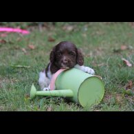 English Springer Spaniel - Both