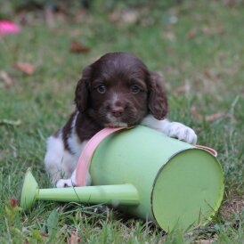 English Springer Spaniel - Both