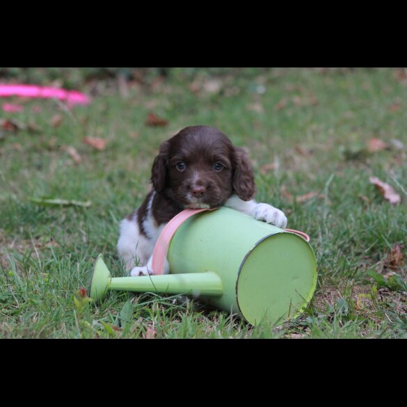 English Springer Spaniel - Both