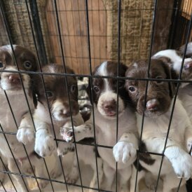 English Springer Spaniel - Both