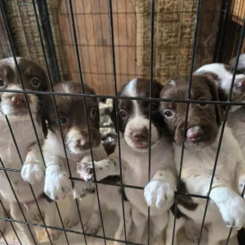 English Springer Spaniel - Both