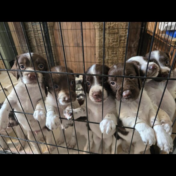 English Springer Spaniel - Both