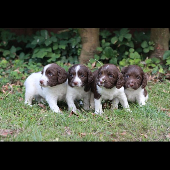 English Springer Spaniel - Both