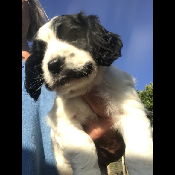 Sprocker Spaniel - Both