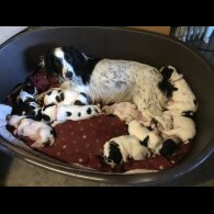 Sprocker Spaniel - Both