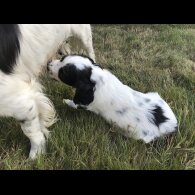 Sprocker Spaniel - Both