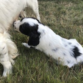 Sprocker Spaniel - Both
