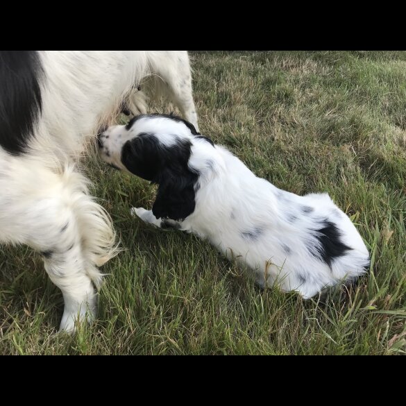 Sprocker Spaniel - Both