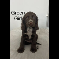 Sprocker Spaniel - Both