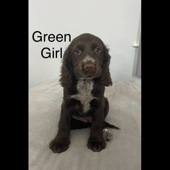 Sprocker Spaniel - Both