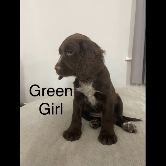 Sprocker Spaniel - Both
