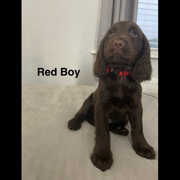 Sprocker Spaniel - Both