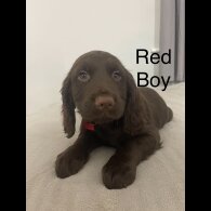 Sprocker Spaniel - Both