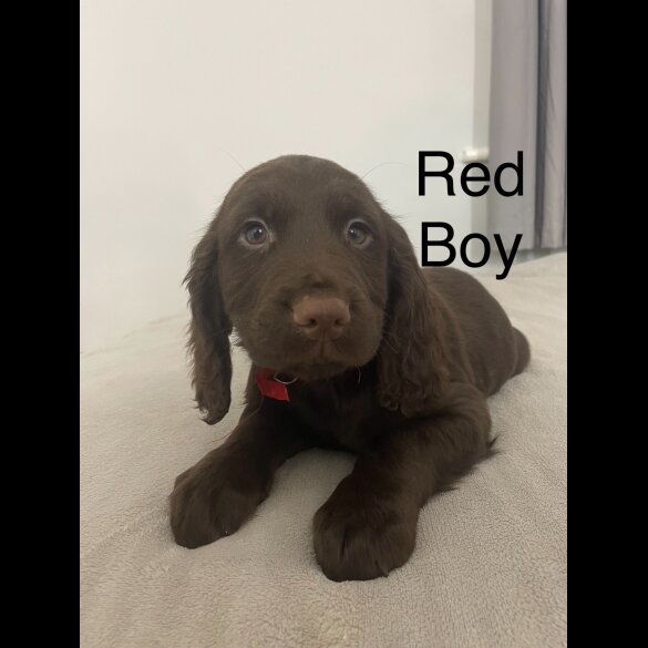 Sprocker Spaniel - Both