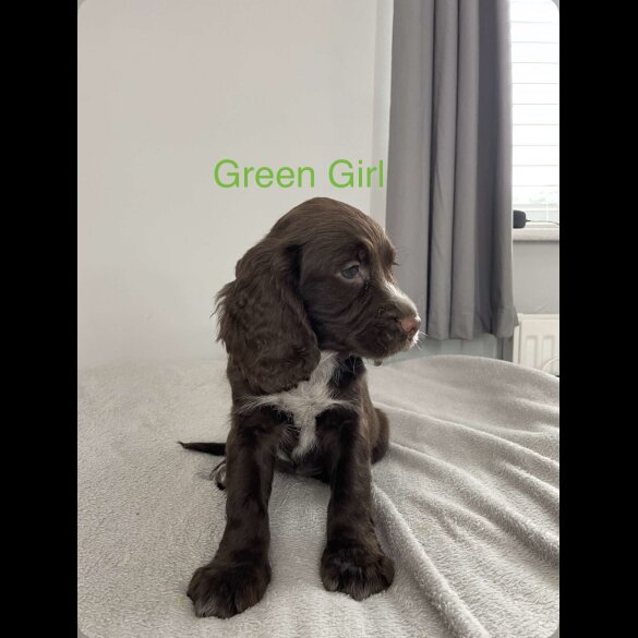Sprocker Spaniel - Both