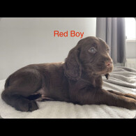 Sprocker Spaniel - Both