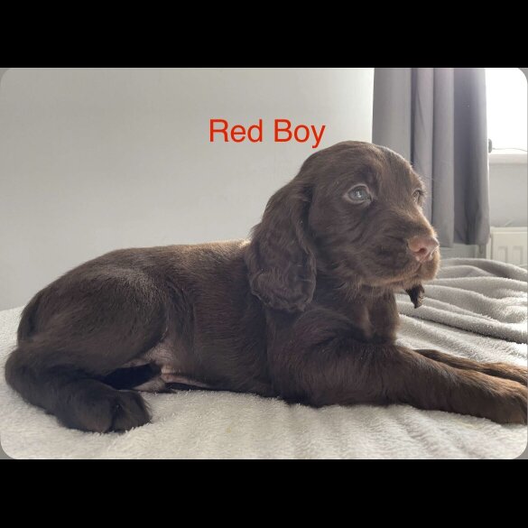 Sprocker Spaniel - Both