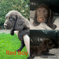 Sprocker Spaniel - Both