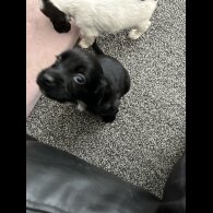 Sprocker Spaniel - Dogs