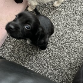Sprocker Spaniel - Both