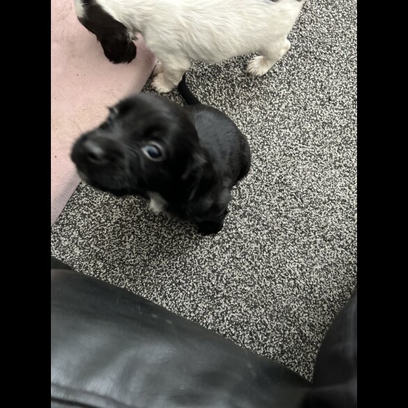 Sprocker Spaniel - Dogs