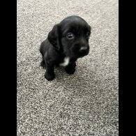 Sprocker Spaniel - Dogs