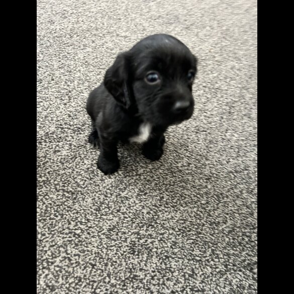 Sprocker Spaniel - Dogs