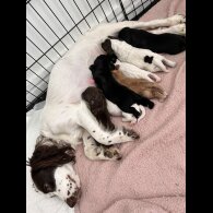 Sprocker Spaniel - Dogs