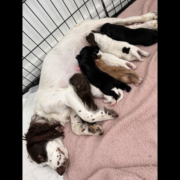 Sprocker Spaniel - Dogs