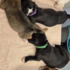 Mixed Breed - Both
