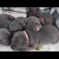 Staffordshire Bull Terrier - Both