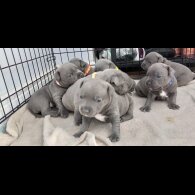 Staffordshire Bull Terrier - Both